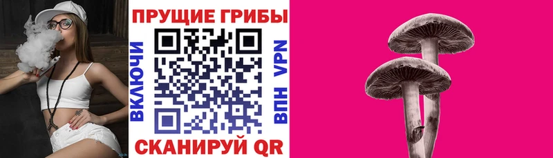 Псилоцибиновые грибы Cubensis Нижний Ломов
